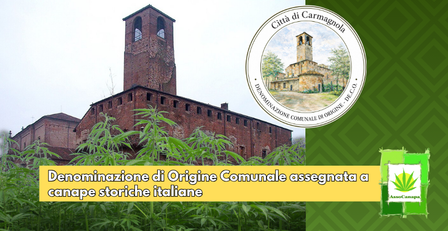 Carmagnola riconosce la sua canapa: la De.C.O (Denominazione di Origine Comunale) alle varietà Carmagnola e CS